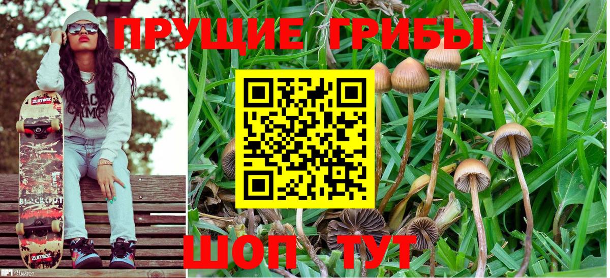 Псилоцибиновые грибы Psilocybe Белово